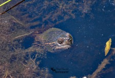 Snapping Turtle