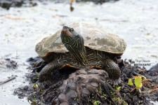 Northern Map Turtle