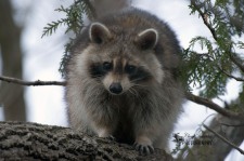 Raccoon