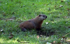 Groundhog