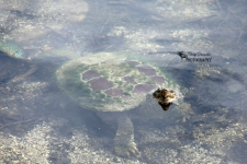 Snapping Turtle