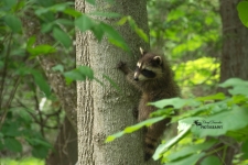 Baby Raccoon