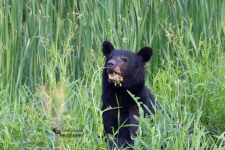 Black Bear