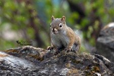 Red Squirrel