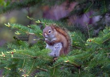 Red Squirrel