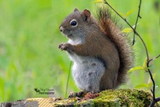 Red Squirrel