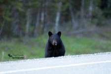 Black Bear