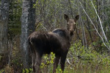 Moose