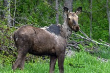 Moose