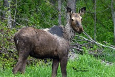 Moose