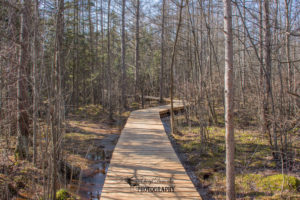 Sifton Bog