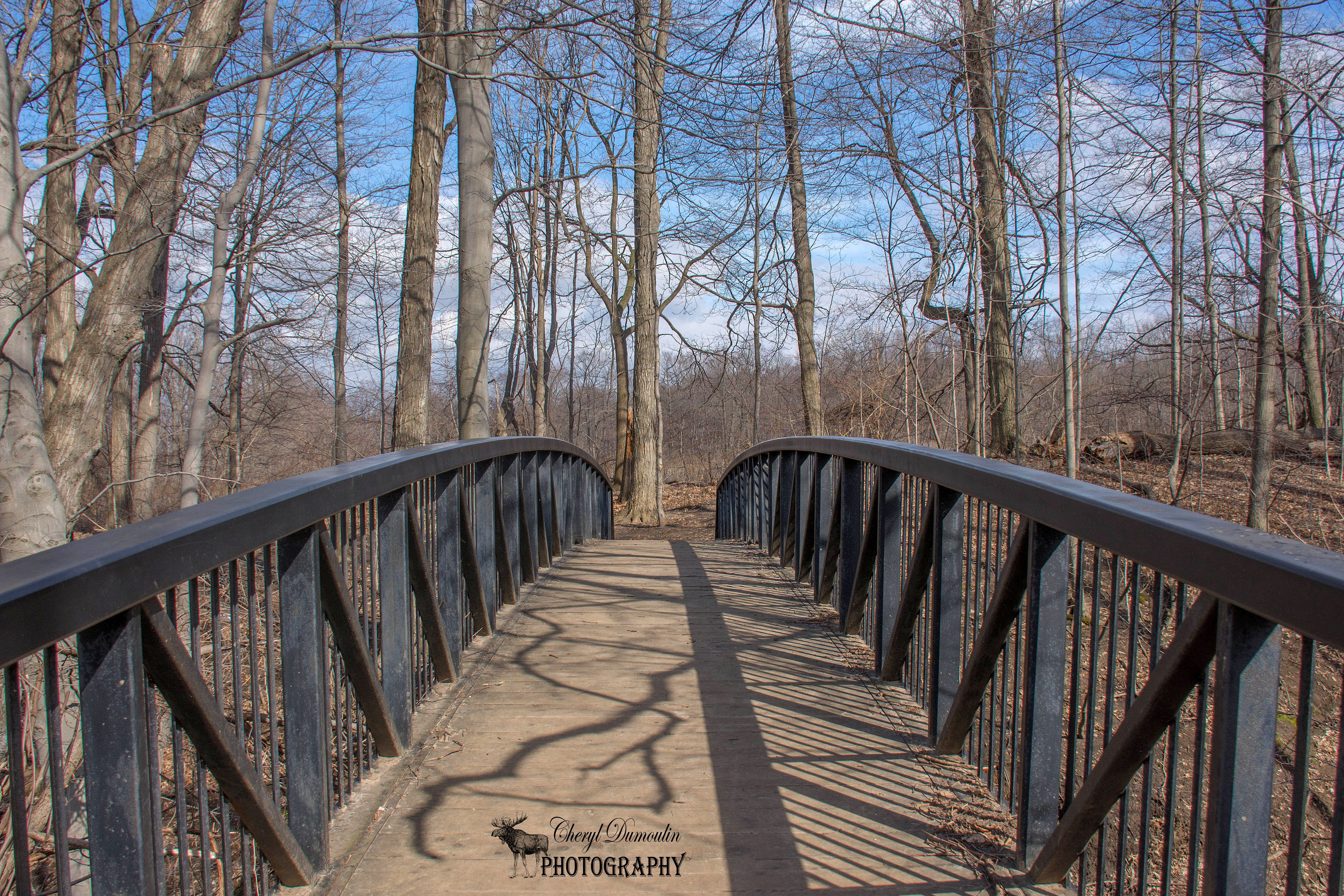 Meadowlily Woods Trail