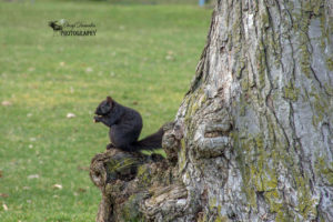 More Squirrels