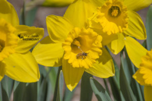 Guelph Arboretum