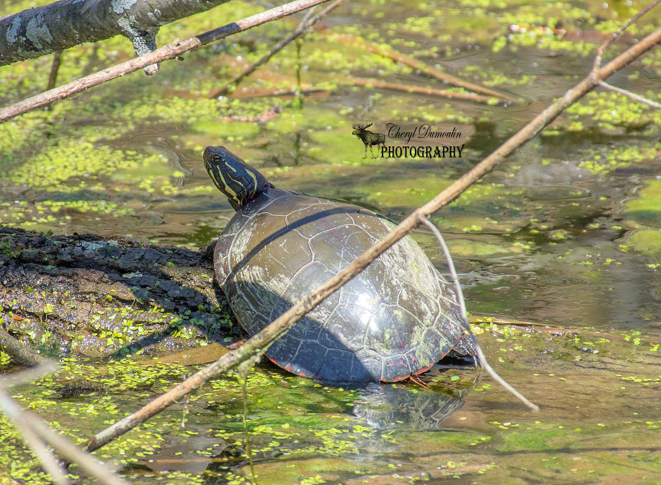 Longwoods Road Conservation Area