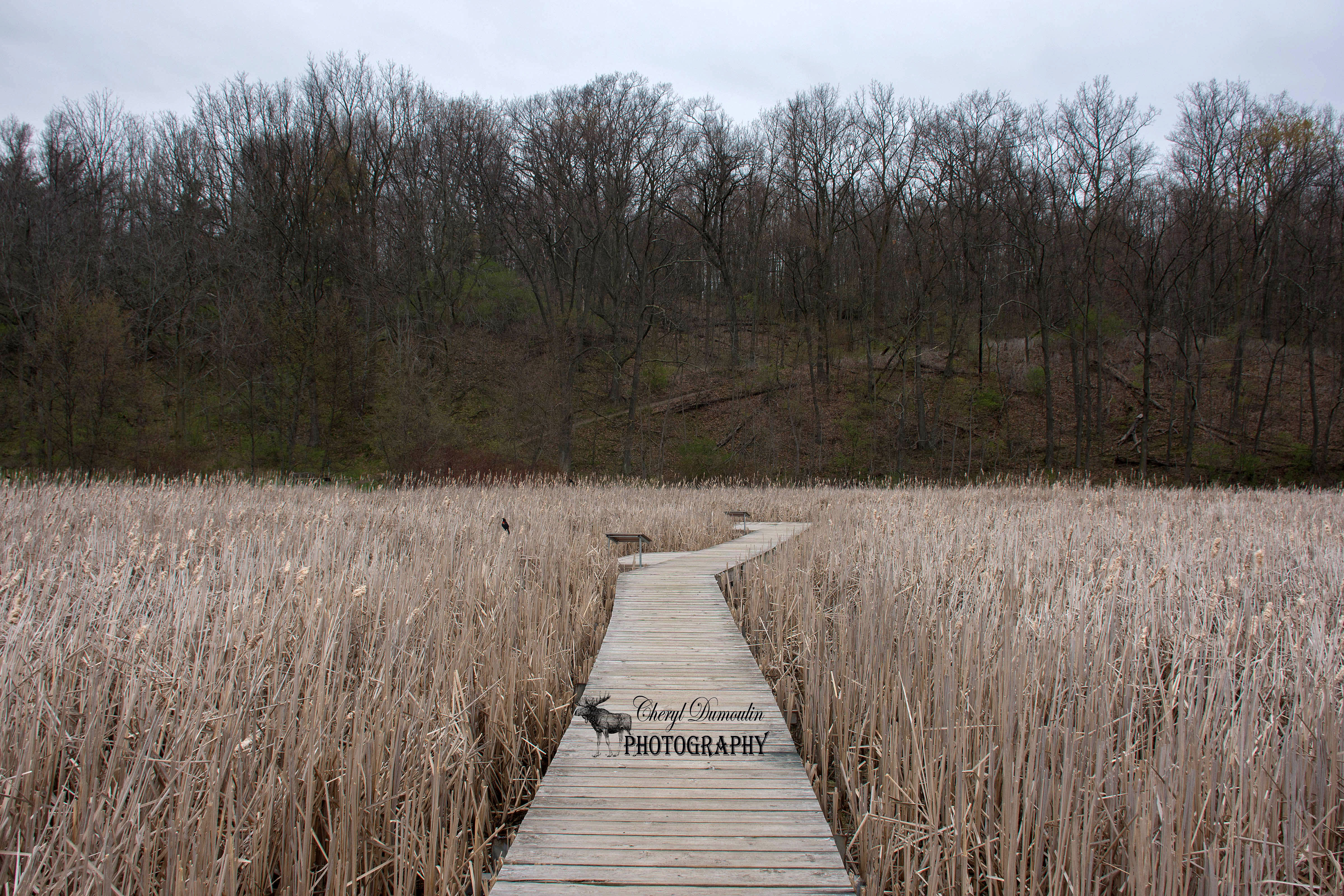 Cootes Paradise – Royal Botanical Gardens