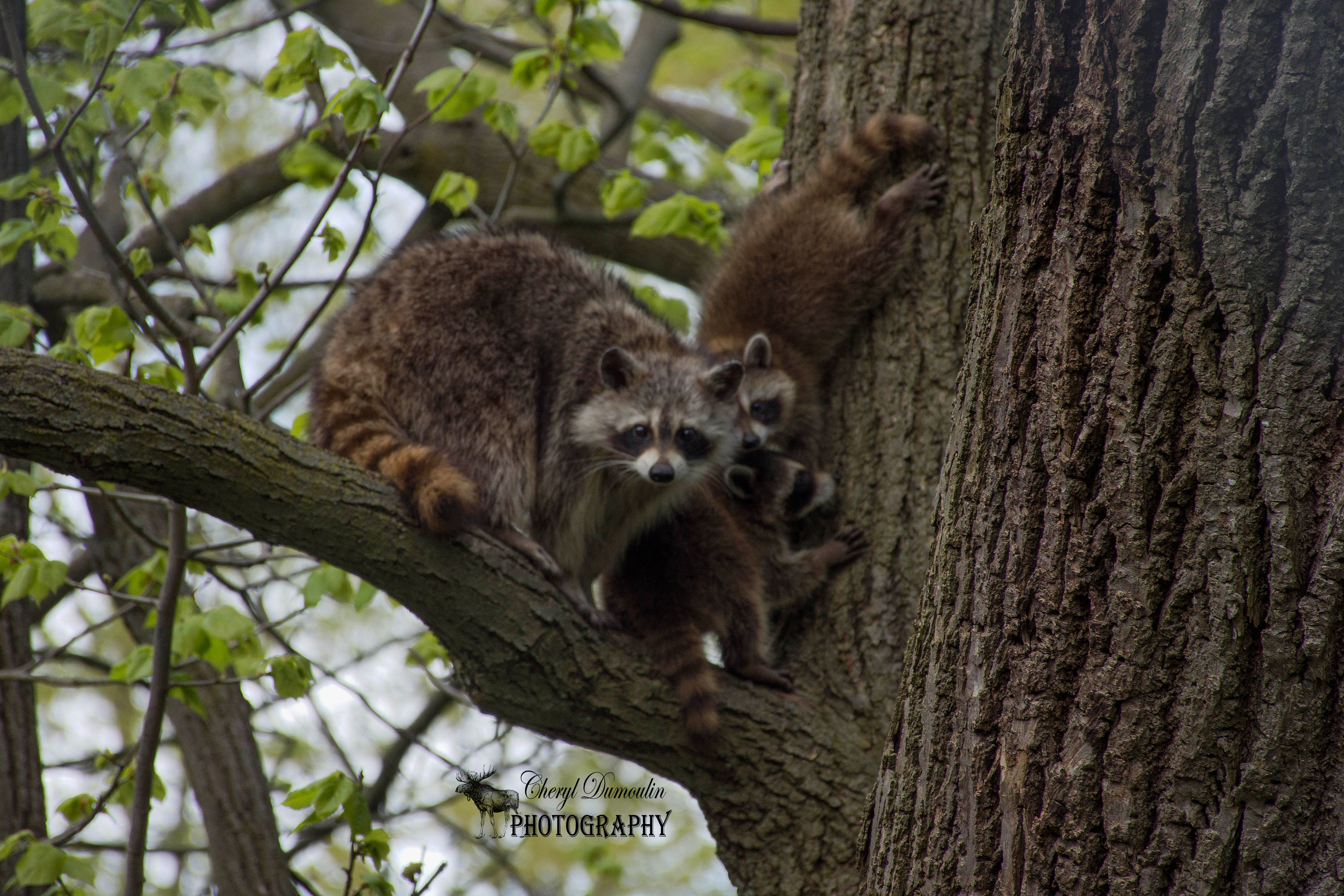 Pinafore Park