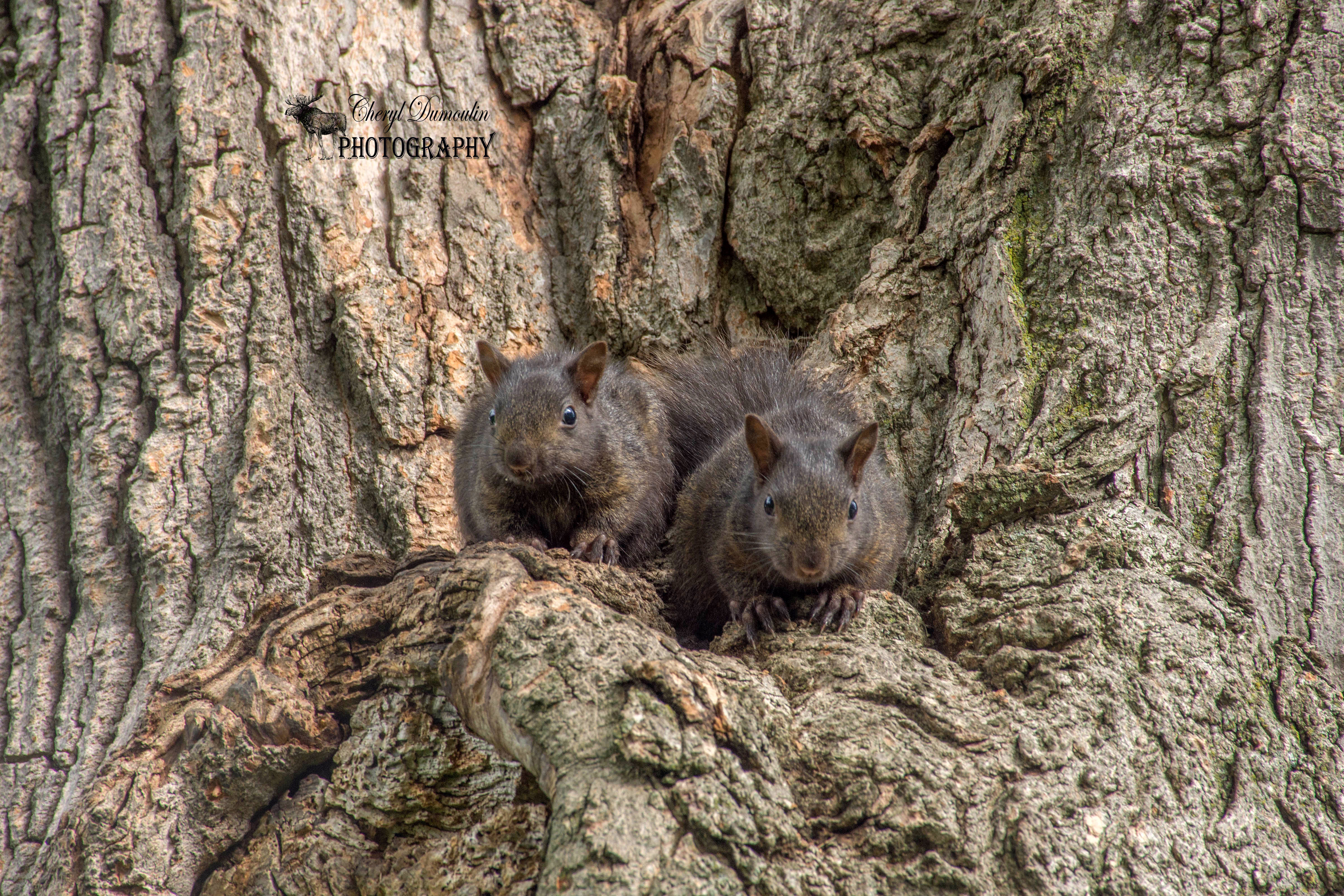 Even More Squirrels