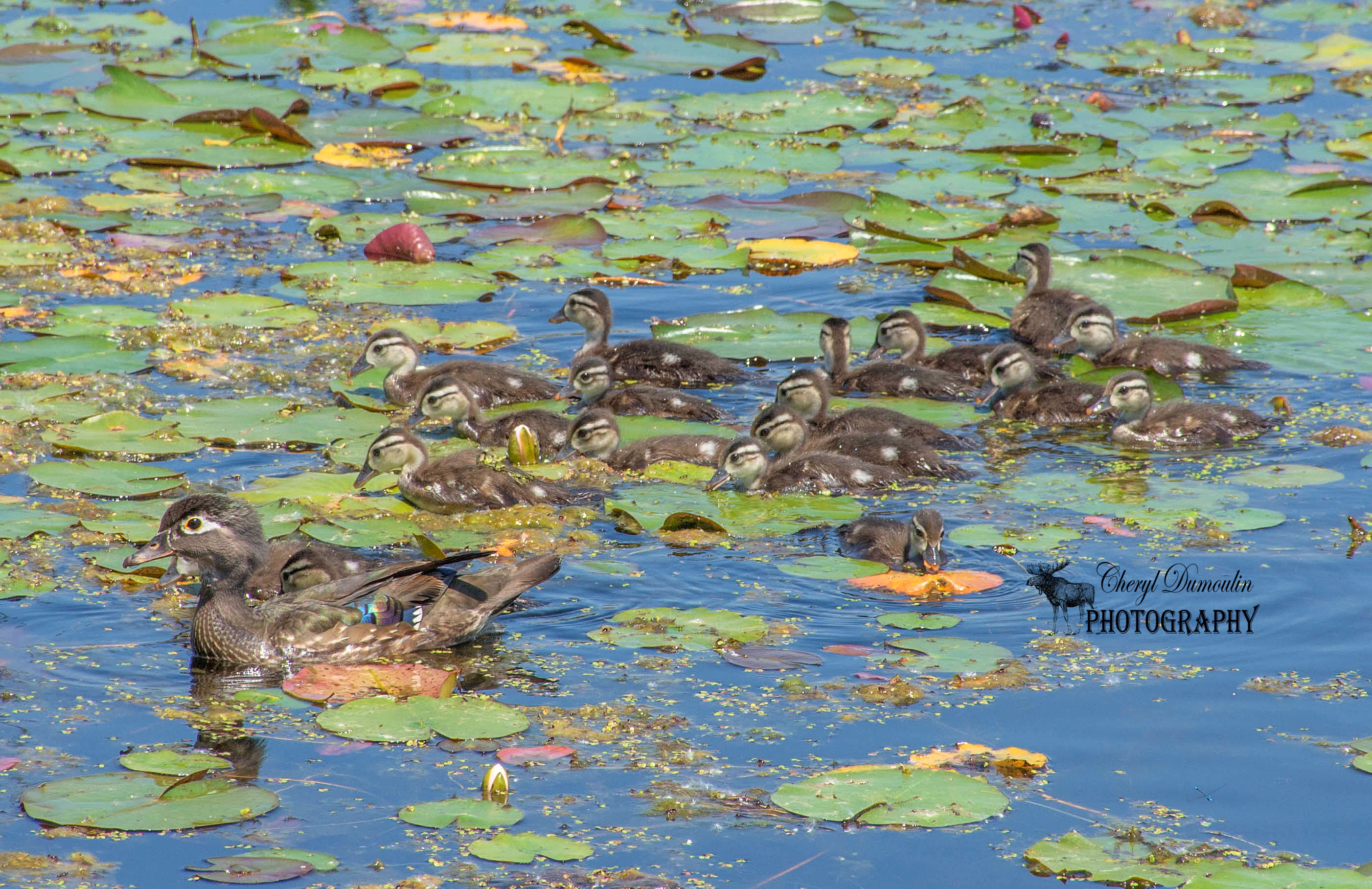 Westminster Ponds ESA