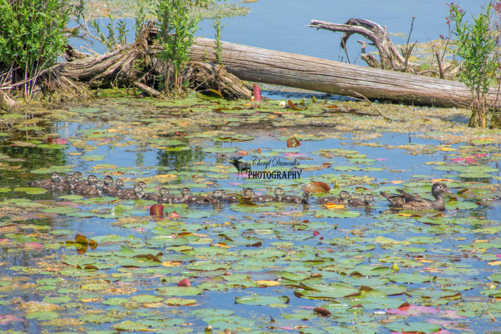 Westminster Ponds ESA • Cheryl Dumoulin Photography