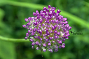 Guelph Arboretum