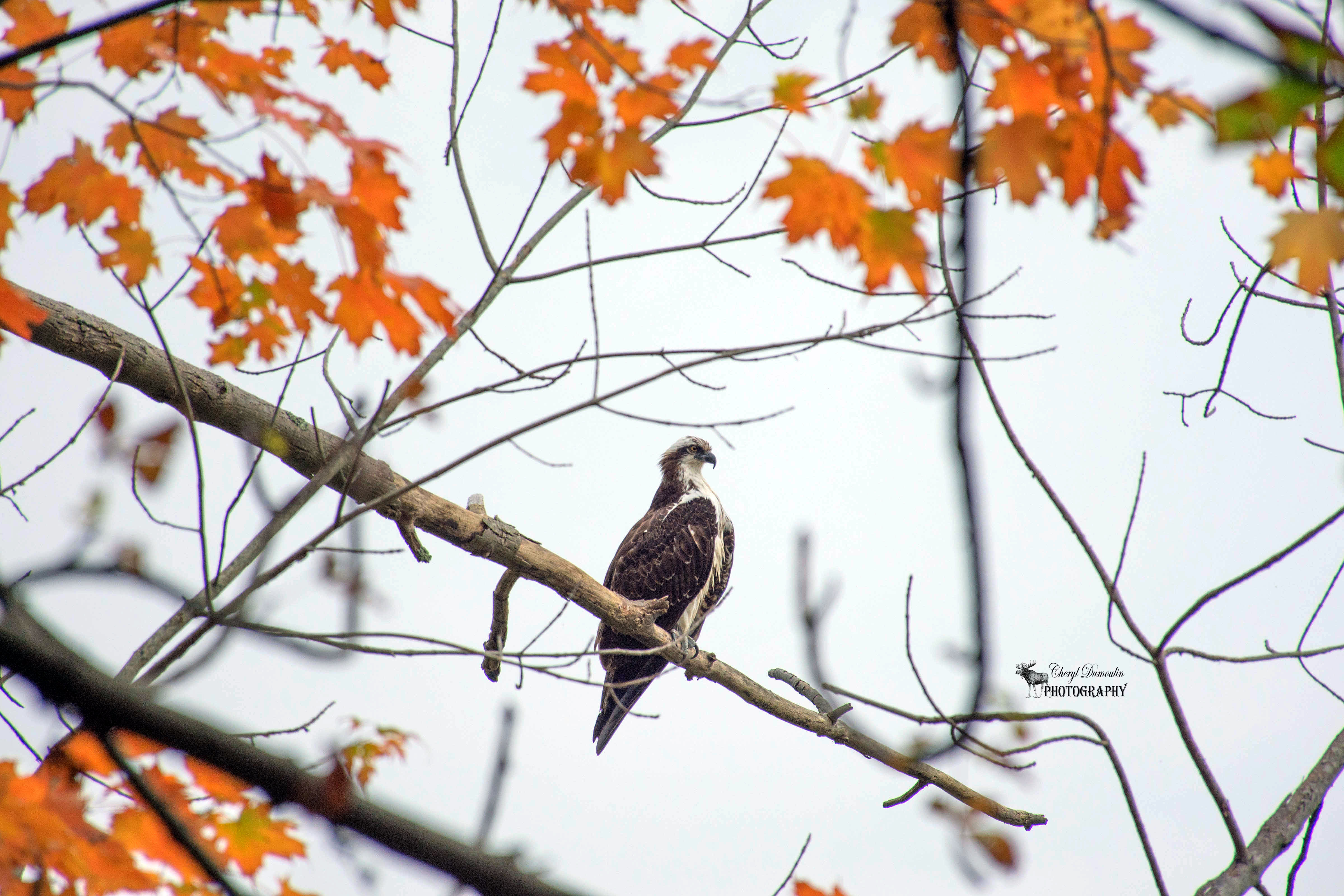 Springbank Park