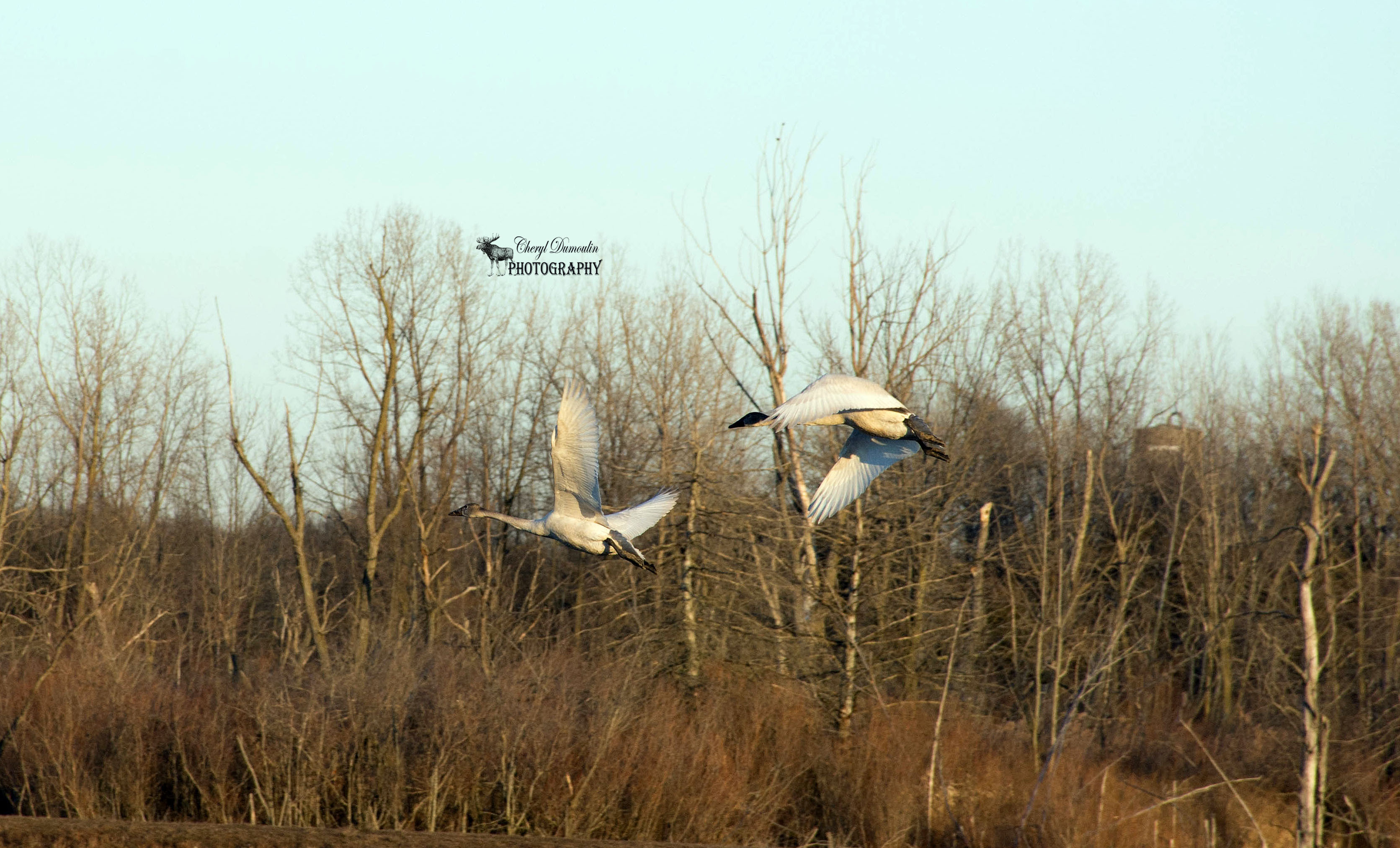 Tundra Swans – Aylmer Wildlife Management Area