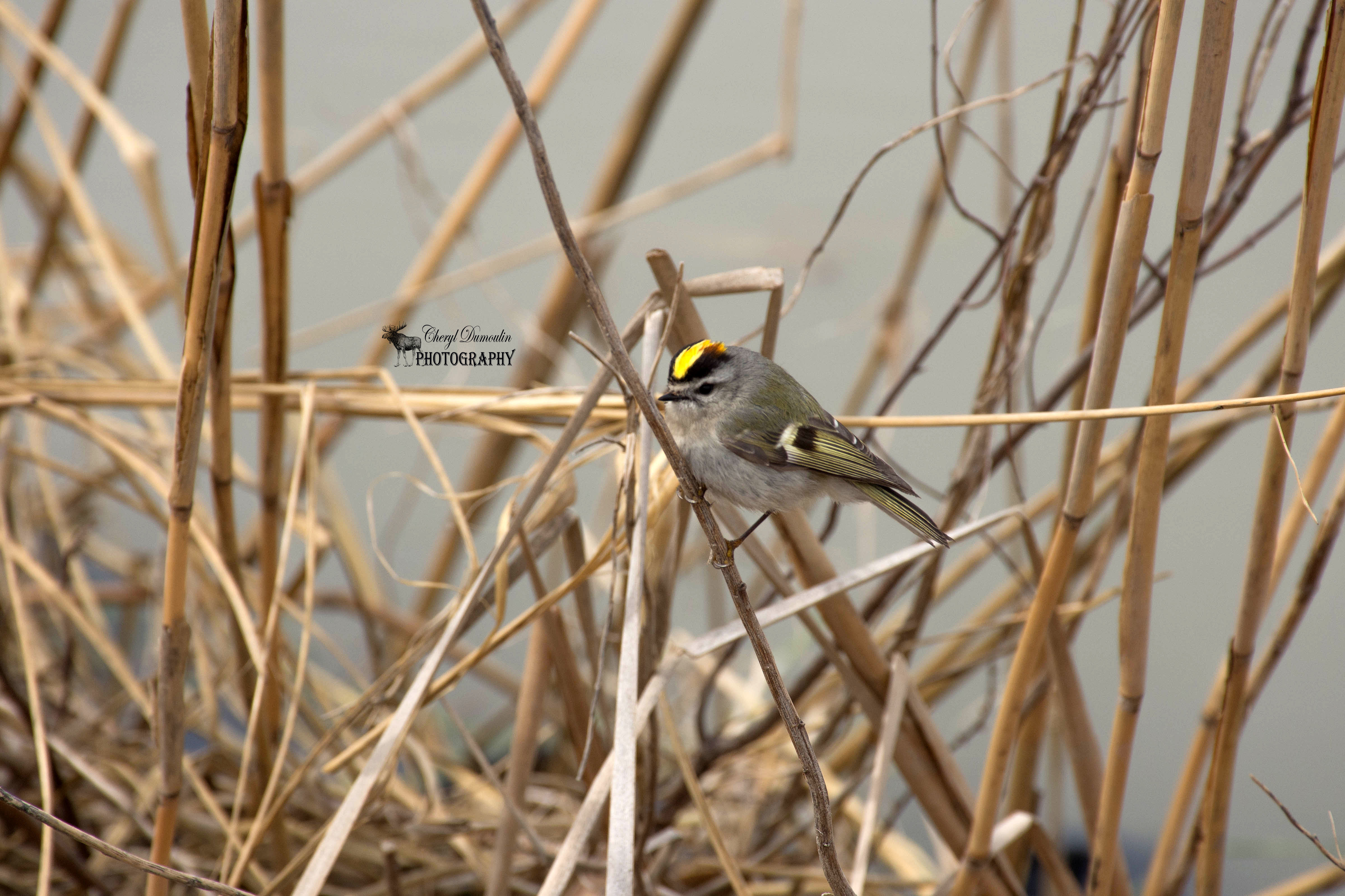 Rondeau Provincial Park