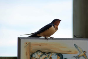 Point Pelee National Park