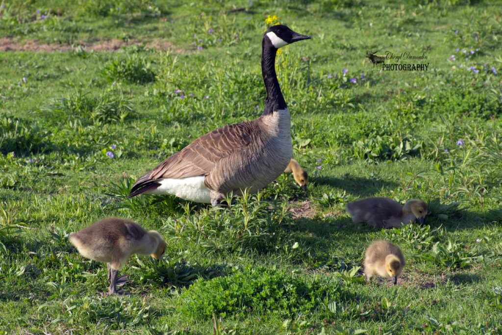 Baby Canada Geese • Cheryl Dumoulin Photography