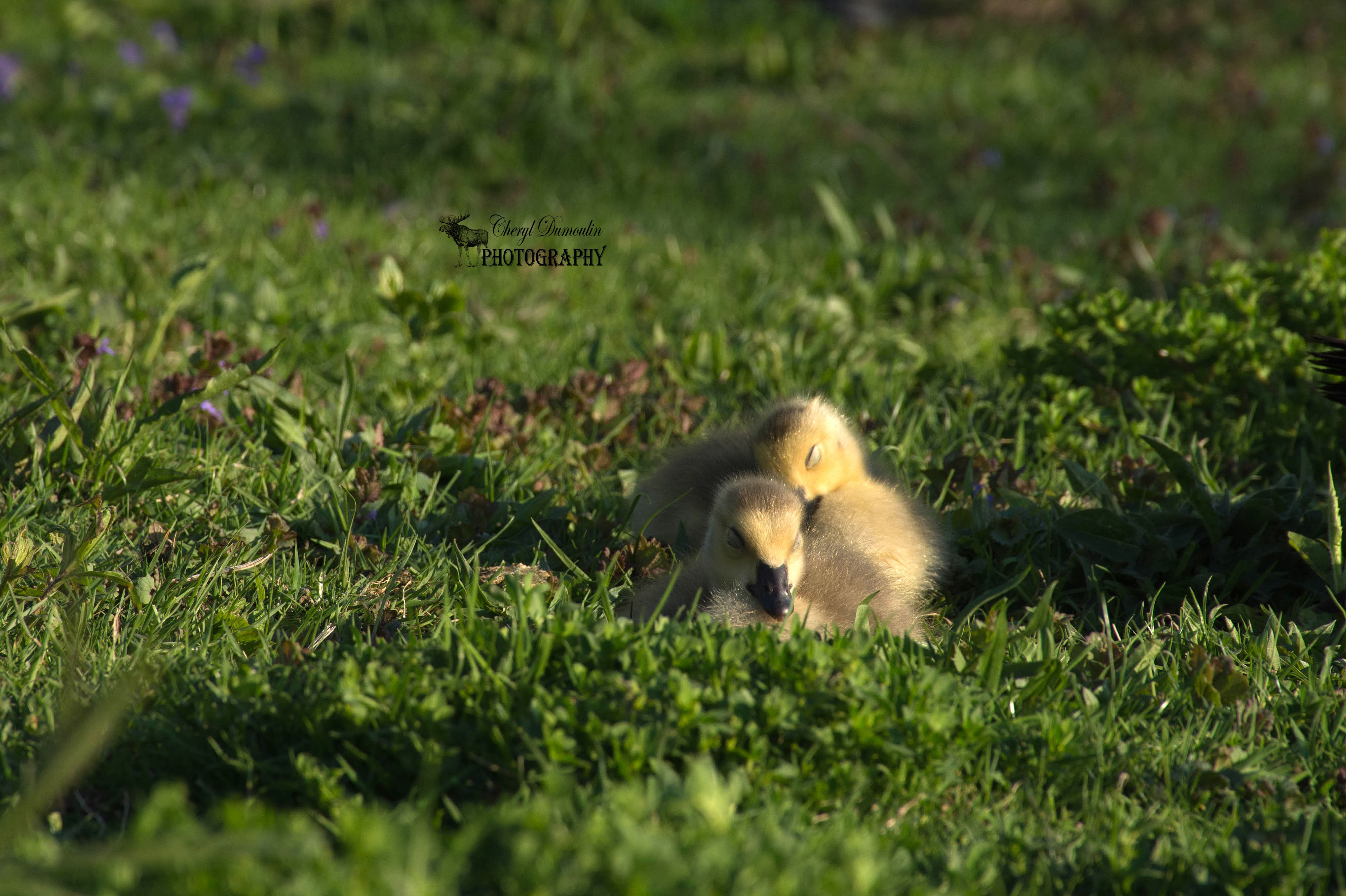 Baby Canada Geese