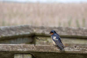 Point Pelee National Park – My second visit