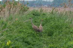 Big Creek National Wildlife Area