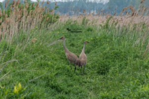 Big Creek National Wildlife Area