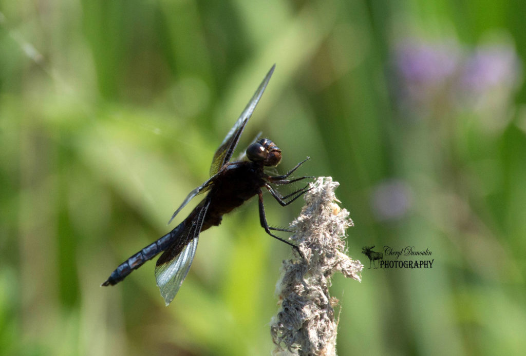 St Clair National Wildlife Area • Cheryl Dumoulin Photography