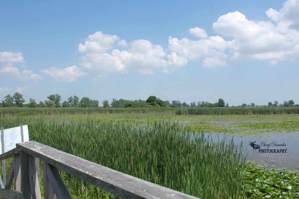 St Clair National Wildlife Area • Cheryl Dumoulin Photography