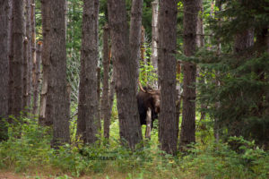 Trip to Muskoka and Algonquin Provincial Park