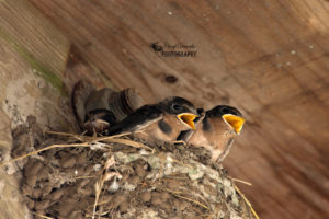 Point Pelee – Baby Barn Swallows and More