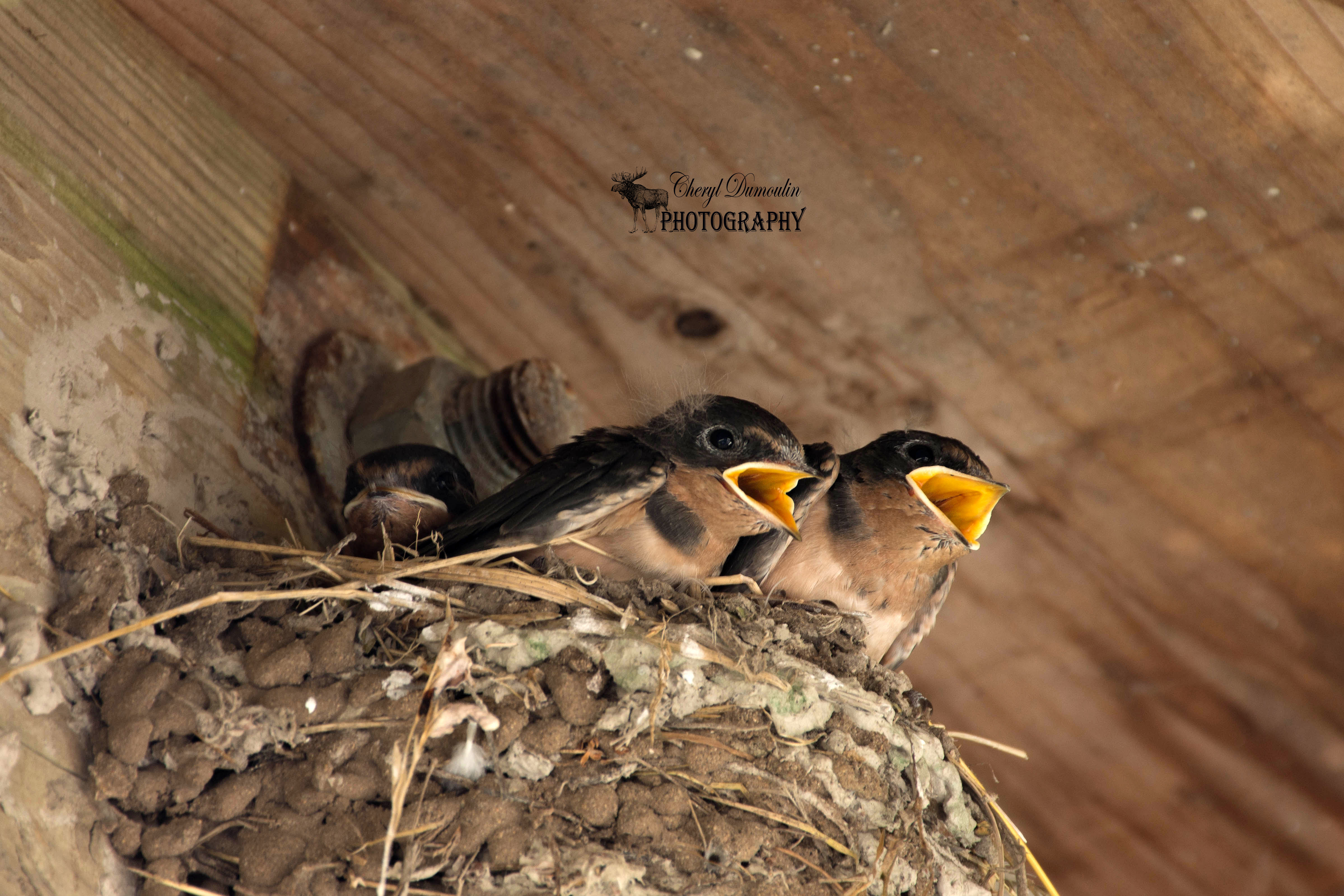 Point Pelee – Baby Barn Swallows and More