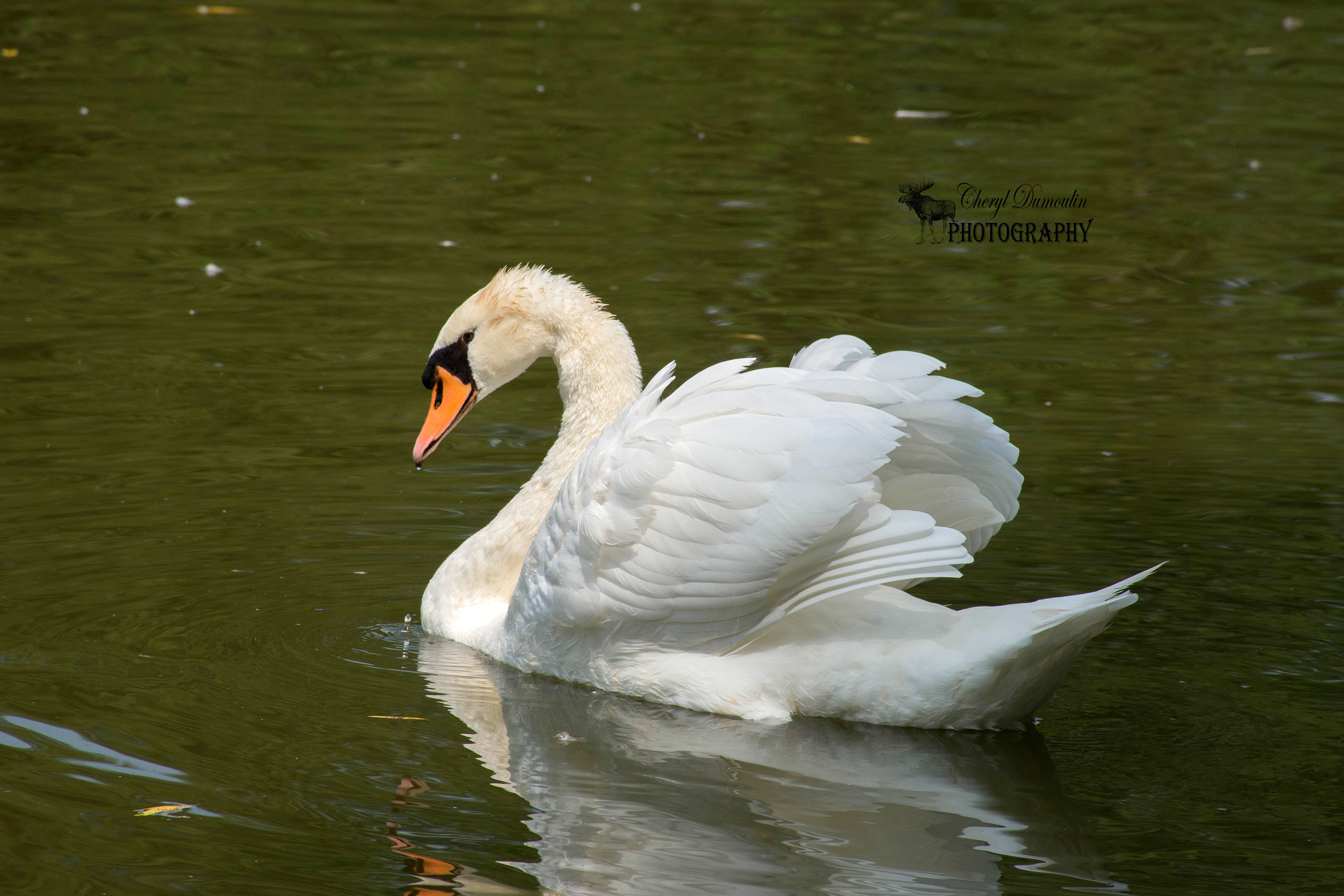 Mute Swans – Stratford, Ontario