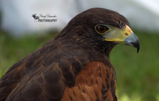 Festival of Hawks – Holiday Beach Conservation Area
