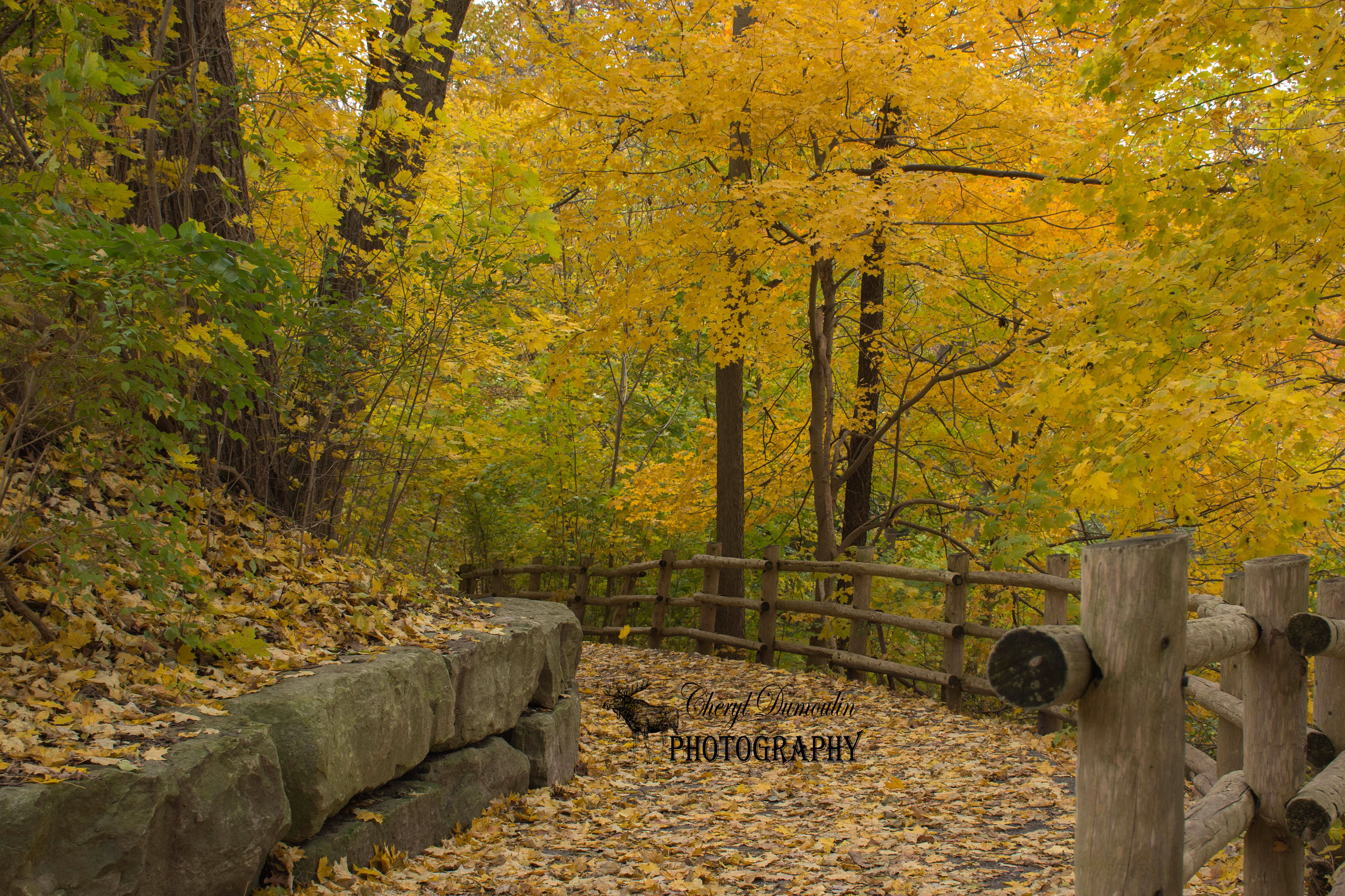 Fall in the Forest City