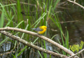 Spring Migration – Point Pelee, Pinery and Rondeau