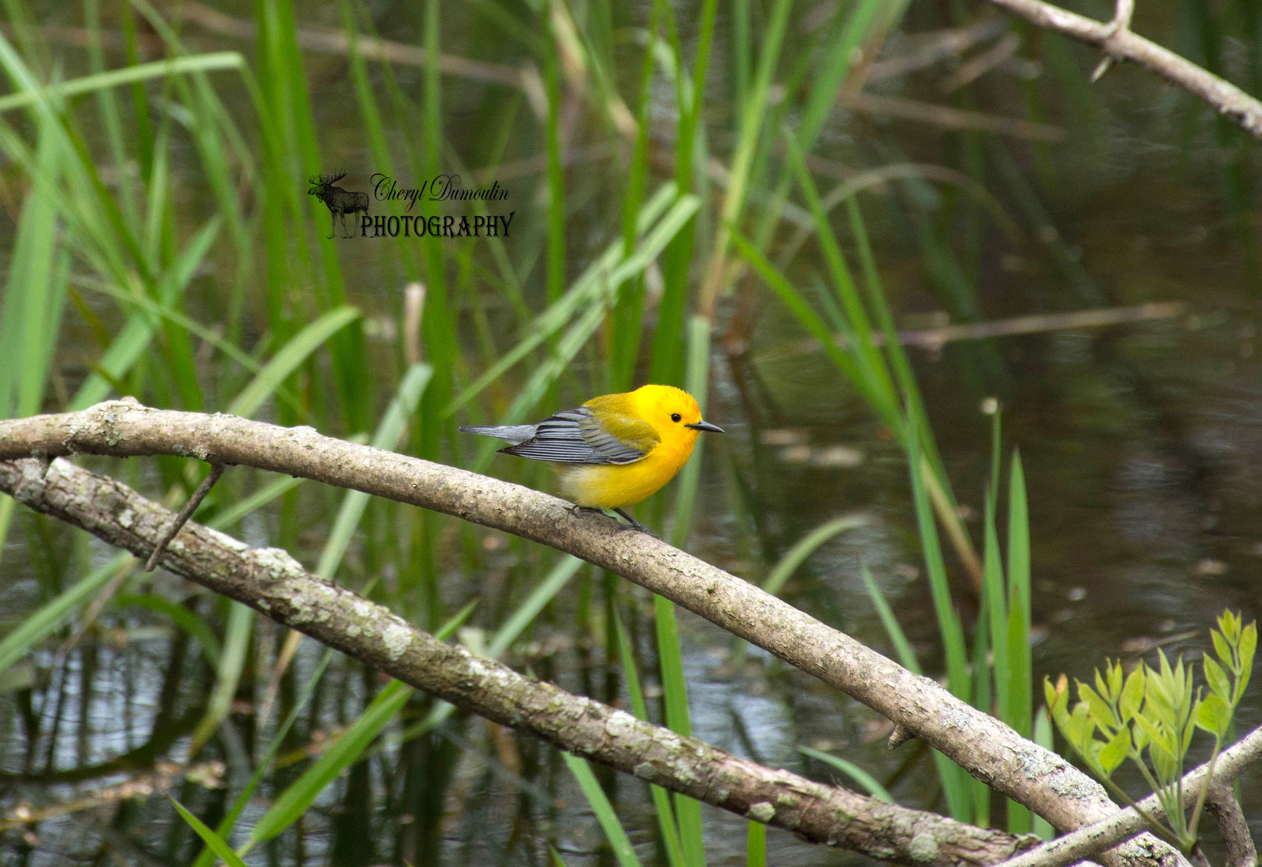 Spring Migration – Point Pelee, Pinery and Rondeau