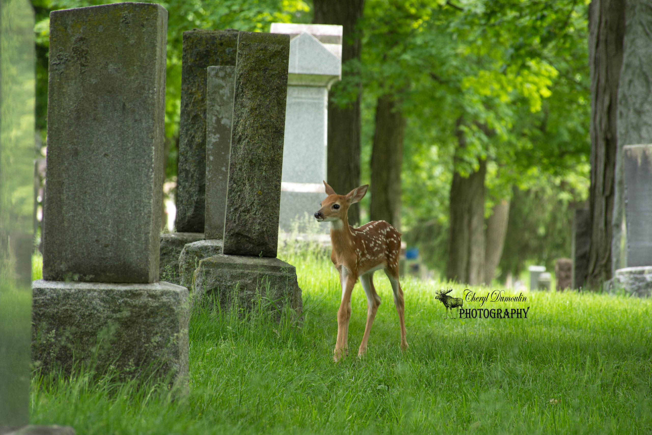 Five Fawns Born