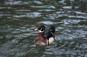 Finally a Male Wood Duck !!