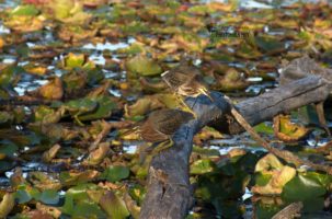 Green Herons – Westminster Ponds Conservation Area