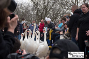 Stratford Swan Parade