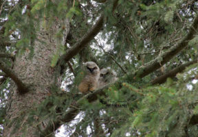 Great Horned Owlets