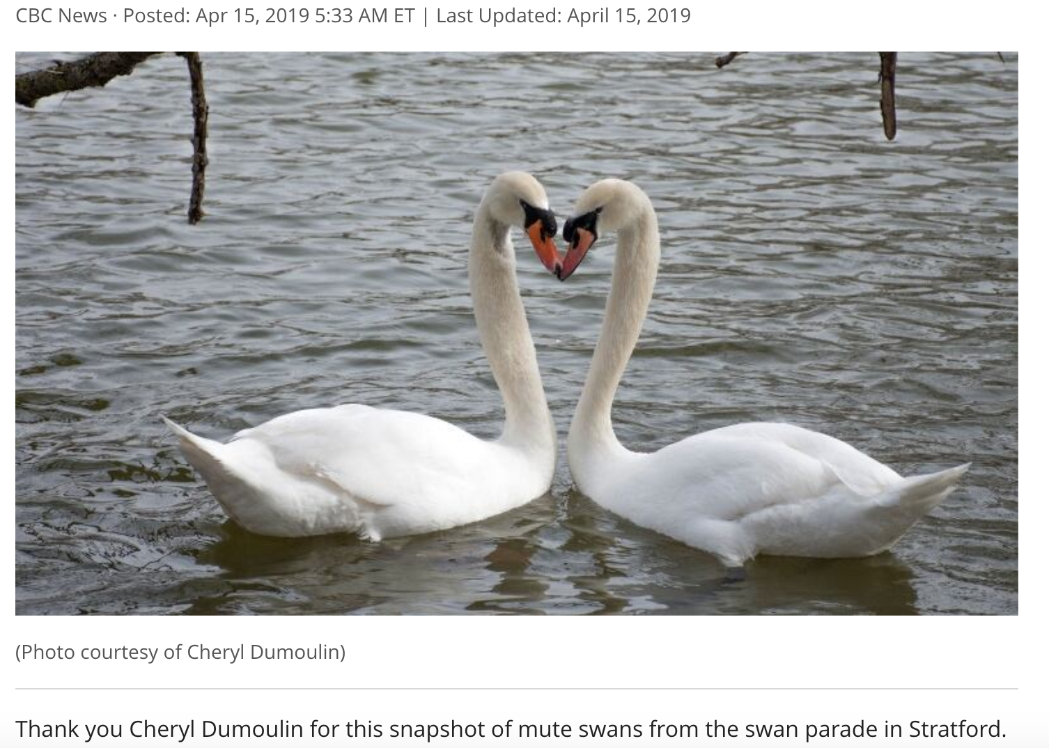 Swan Photo Feature